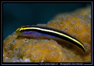 Diving Bonaire and Curaçao.... A little Yellownose Goby o... by Michel Lonfat 